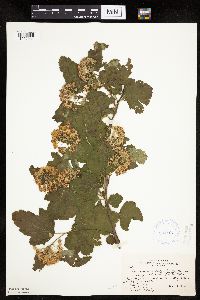 Image Associated With the Occurrence