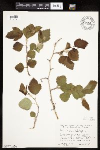 Image Associated With the Occurrence