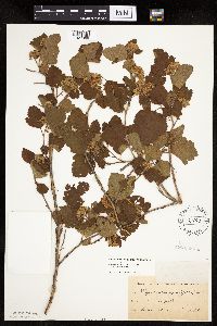 Image Associated With the Occurrence