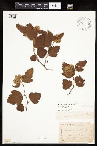 Image Associated With the Occurrence