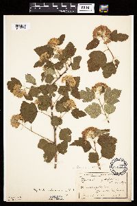 Image Associated With the Occurrence