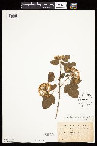 Image Associated With the Occurrence