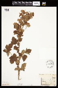 Image Associated With the Occurrence