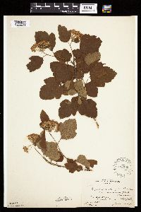 Image Associated With the Occurrence