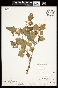 Image Associated With the Occurrence