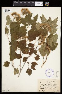 Image Associated With the Occurrence