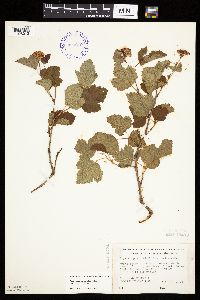Physocarpus opulifolius image