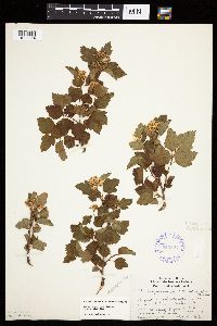 Physocarpus opulifolius image