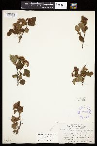 Physocarpus opulifolius image