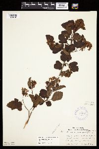 Physocarpus opulifolius image