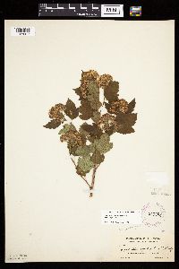 Physocarpus opulifolius image