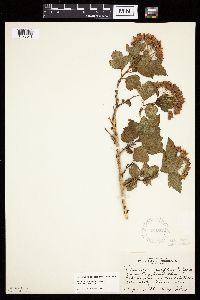 Physocarpus opulifolius image