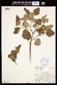 Physocarpus opulifolius image