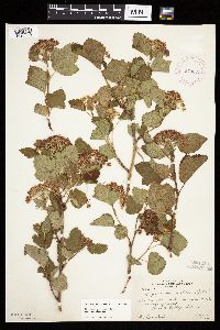 Physocarpus opulifolius image