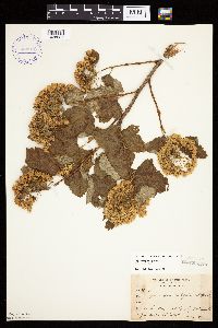 Physocarpus opulifolius image