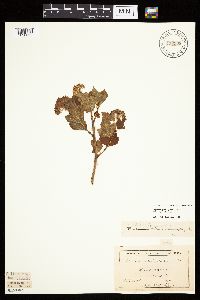 Physocarpus opulifolius image