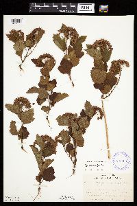 Physocarpus opulifolius image