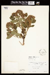 Physocarpus opulifolius image
