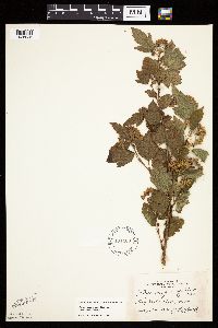 Physocarpus opulifolius image