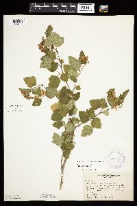 Physocarpus opulifolius image