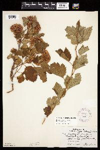 Physocarpus opulifolius image