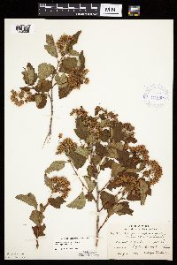 Physocarpus opulifolius image
