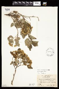 Physocarpus opulifolius image