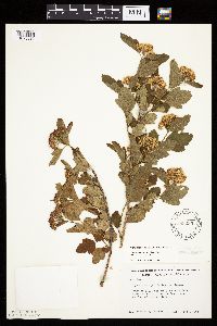 Physocarpus opulifolius image