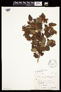 Physocarpus opulifolius image