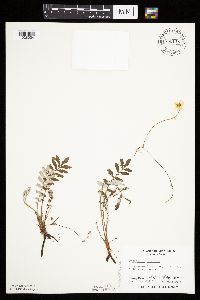 Potentilla anserina image