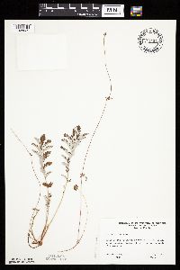 Potentilla anserina image