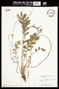 Potentilla anserina image