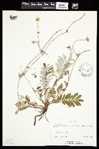 Potentilla anserina image