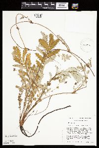 Potentilla anserina image