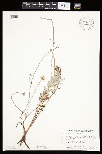 Potentilla anserina image