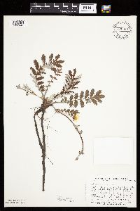 Potentilla anserina image