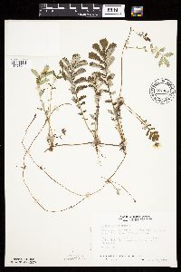 Potentilla anserina image