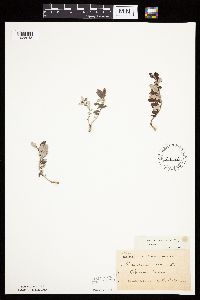 Potentilla anserina image