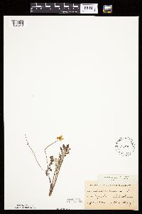 Potentilla anserina image