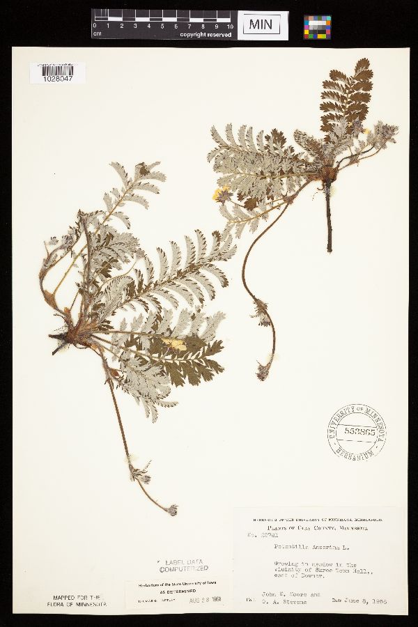 Potentilla anserina image