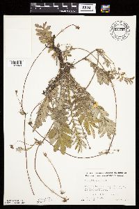 Potentilla anserina image