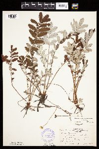 Potentilla anserina image