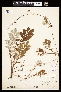 Potentilla anserina image