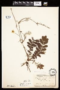 Potentilla anserina image