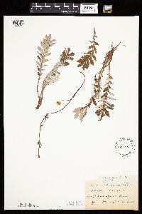 Potentilla anserina image