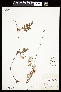 Potentilla anserina image