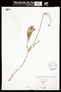 Potentilla anserina image