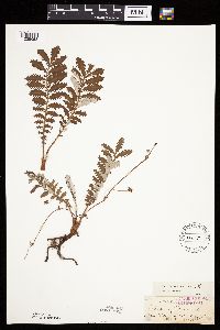 Potentilla anserina image