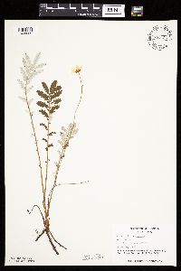 Potentilla anserina image