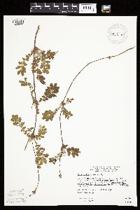 Potentilla anserina image